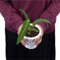 ANTHURIUM WAROCQUEANUM free phytosanitary`