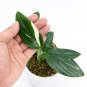 MONSTERA STANDLEYANA free phytosanitary`