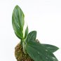 MONSTERA STANDLEYANA free phytosanitary`