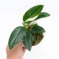 MONSTERA STANDLEYANA free phytosanitary`