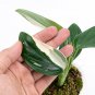 MONSTERA STANDLEYANA free phytosanitary`