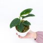 MONSTERA STANDLEYANA free phytosanitary`