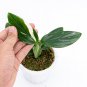 MONSTERA STANDLEYANA free phytosanitary`