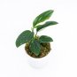 MONSTERA STANDLEYANA  free phytosanitary`