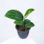 MONSTERA KARSTENIANUM free phytosanitary`
