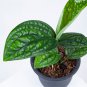 MONSTERA KARSTENIANUM free phytosanitary`