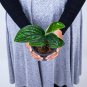 MONSTERA KARSTENIANUM free phytosanitary`