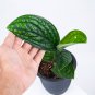 MONSTERA KARSTENIANUM free phytosanitary`