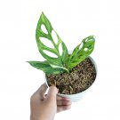MONSTERA ADANSONII VARIEGATED  free phytosanitary`