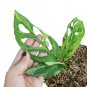 MONSTERA ADANSONII VARIEGATED free phytosanitary`