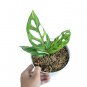 MONSTERA ADANSONII VARIEGATED free phytosanitary`