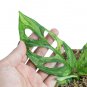MONSTERA ADANSONII VARIEGATED free phytosanitary`