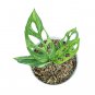 MONSTERA ADANSONII VARIEGATED free phytosanitary`