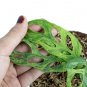 MONSTERA ADANSONII VARIEGATED free phytosanitary`