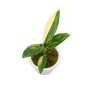 MONSTERA STANDLEYANA YELLOW VARIEGATED  free phytosanitary`