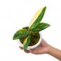 MONSTERA STANDLEYANA YELLOW VARIEGATED free phytosanitary`