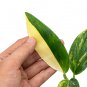 MONSTERA STANDLEYANA YELLOW VARIEGATED free phytosanitary`