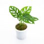 MONSTERA ACUMINATA  free phytosanitary`