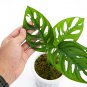 MONSTERA ACUMINATA free phytosanitary`