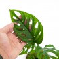 MONSTERA ACUMINATA free phytosanitary`