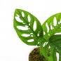 MONSTERA ACUMINATA free phytosanitary`
