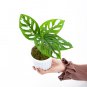 MONSTERA ACUMINATA free phytosanitary`
