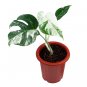 MONSTERA ALBO VARIEGATED  free phytosanitary`