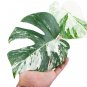 MONSTERA ALBO VARIEGATED free phytosanitary`