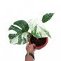 MONSTERA ALBO VARIEGATED free phytosanitary`