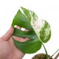 MONSTERA ALBO VARIEGATED free phytosanitary`
