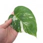 MONSTERA ALBO VARIEGATED free phytosanitary`