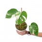 MONSTERA ALBO VARIEGATED free phytosanitary`