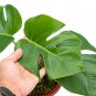 MONSTERA DELICIOSA free phytosanitary`