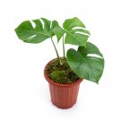 MONSTERA DELICIOSA  free phytosanitary`