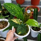 MONSTERA KARSTENIANUM VARIEGATED   free phytosanitary`