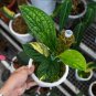 MONSTERA KARSTENIANUM VARIEGATED free phytosanitary`