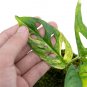 MONSTERA ADANSONII JAPANESE VARIEGATED free phytosanitary`