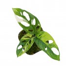 MONSTERA ADANSONII JAPANESE VARIEGATED   free phytosanitary`