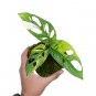 MONSTERA ADANSONII JAPANESE VARIEGATED free phytosanitary`