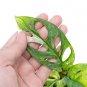 MONSTERA ADANSONII JAPANESE VARIEGATED free phytosanitary`