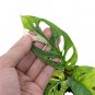 MONSTERA ADANSONII JAPANESE VARIEGATED free phytosanitary`