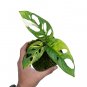 MONSTERA ADANSONII JAPANESE VARIEGATED free phytosanitary`