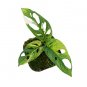 MONSTERA ADANSONII JAPANESE VARIEGATED free phytosanitary`