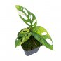 MONSTERA ADANSONII JAPANESE VARIEGATED free phytosanitary`