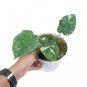 MONSTERA THAI CONSTELLATION VARIEGATED   free phytosanitary`