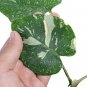 MONSTERA THAI CONSTELLATION VARIEGATED free phytosanitary`
