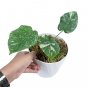MONSTERA THAI CONSTELLATION VARIEGATED free phytosanitary`