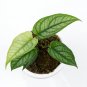 MONSTERA SILTEPECANA free phytosanitary`