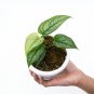 MONSTERA SILTEPECANA free phytosanitary`
