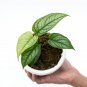 MONSTERA SILTEPECANA free phytosanitary`